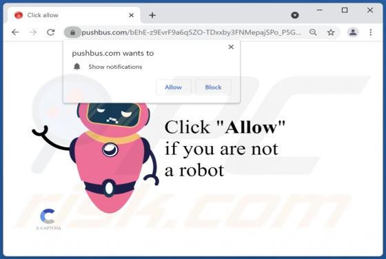 Pushbus.com Ads