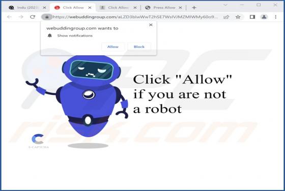 Webuddingroup.com Ads